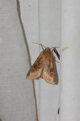 Lacanobia splendens